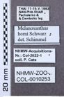 Etiketten zu Drapetes nigricans (NHMW-ZOO-COL-0010253)